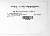 Puccinia recondita image